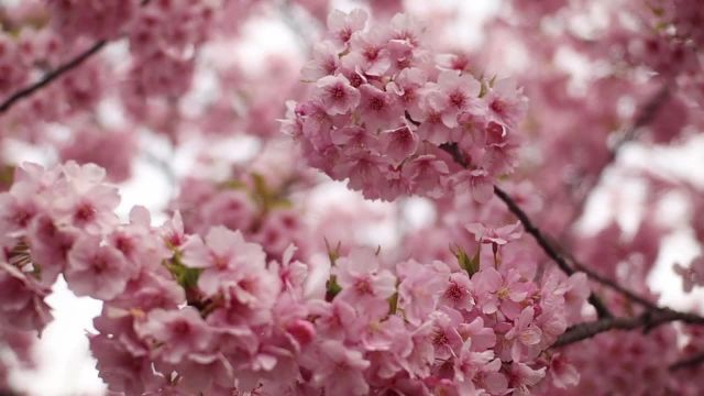 さくら フラワーズ バネ