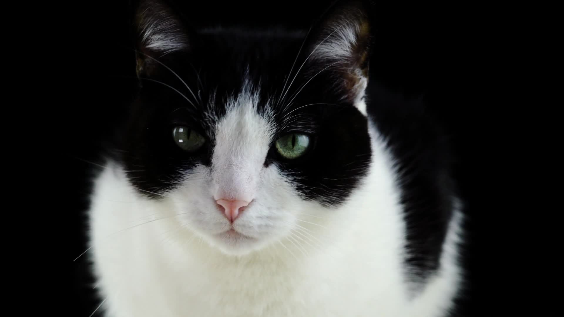 猫 動物 哺乳類